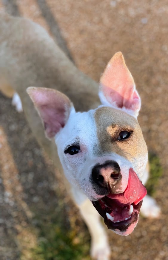 Enlarge Camp, a Adoptable Mixed Breed in Jackson, MS image 5/6