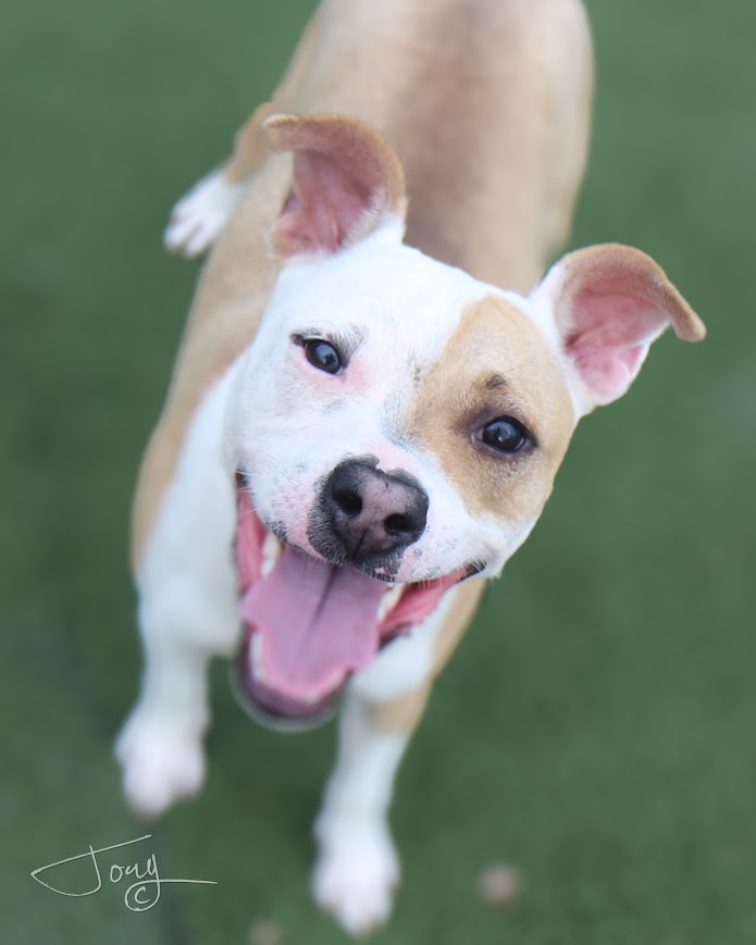 Camp, Adoptable, Adult Male Mixed Breed.