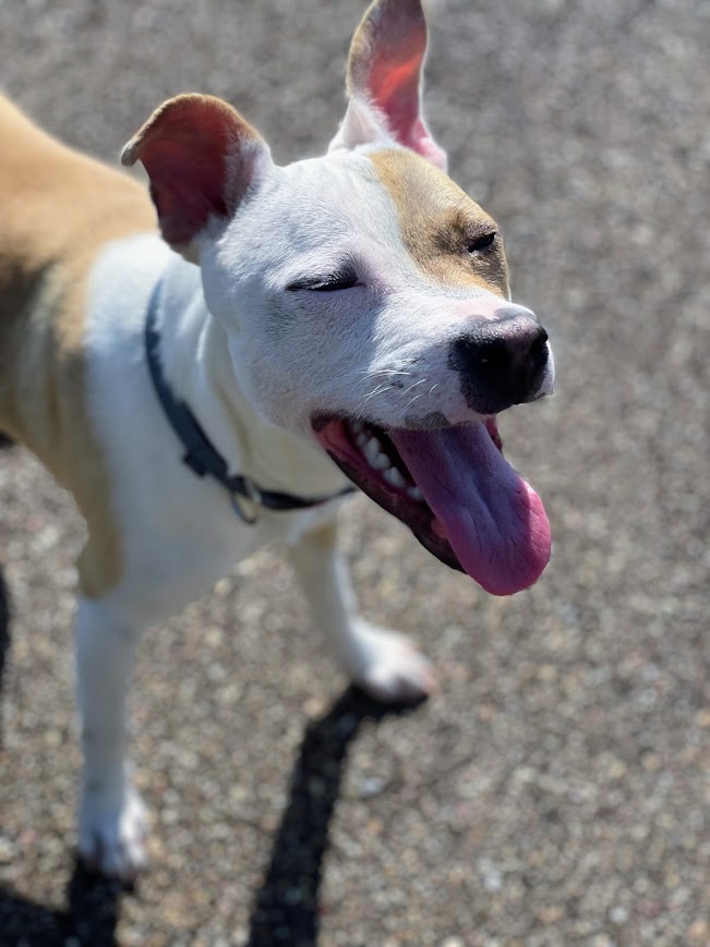 Enlarge Camp, a Adoptable Mixed Breed in Jackson, MS image 6/6