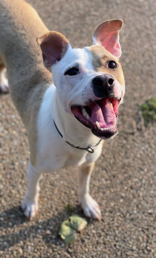 Enlarge Camp, a Adoptable Mixed Breed in Jackson, MS image 3/6