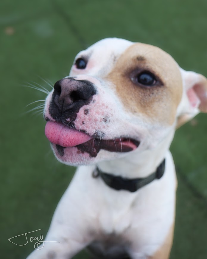 Enlarge Camp, a Adoptable Mixed Breed in Jackson, MS image 2/6