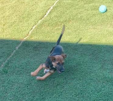 Dobby, Adoptable, Puppy Female Shepherd & Mixed Breed.