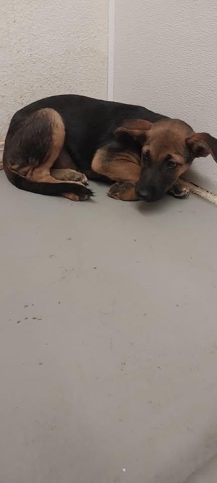 Dobby, a Adoptable mixed breed in Tucumcari, NM image 2/2
