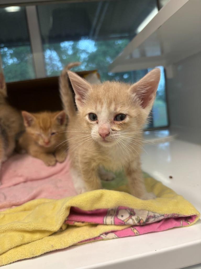 Calendula, Adoptable, Kitten Male Domestic Short Hair.