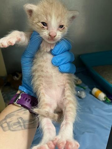Enlarge Calendula, a Adoptable Domestic Short Hair in Mustang, OK image 2/2