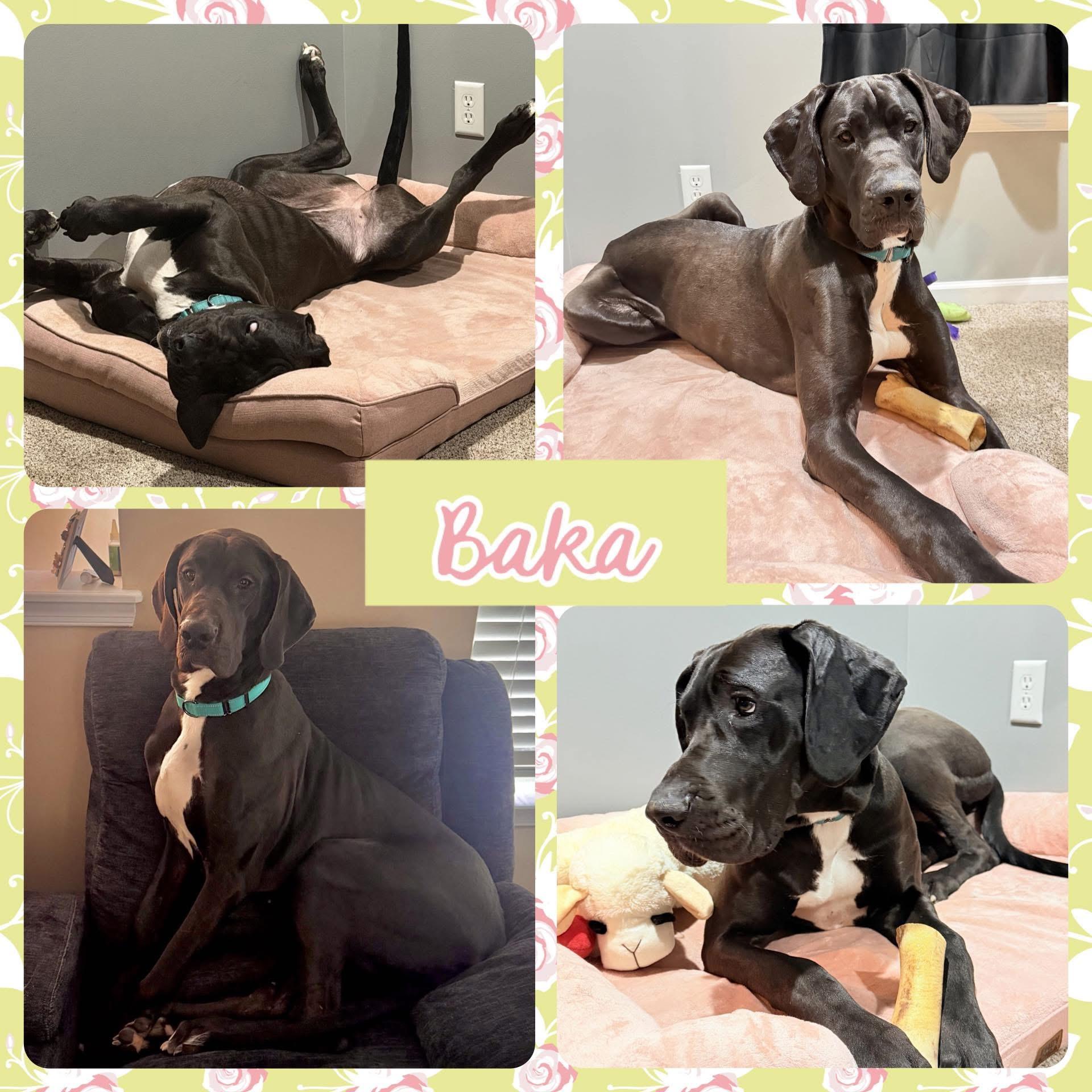 Baka - Courtesy Listing, ADOPTABLE, Young Female Great Dane.