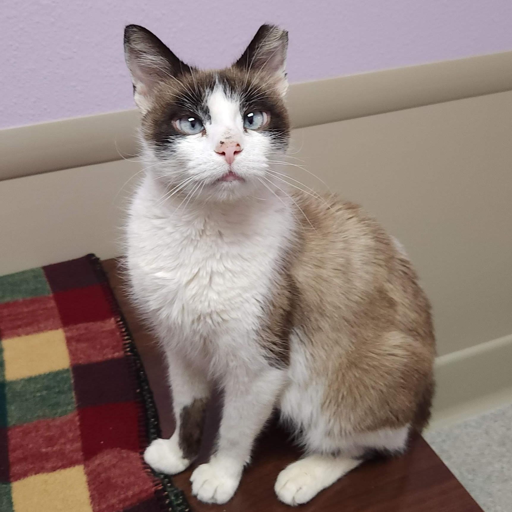Samba, a Adoptable Siamese in Marshfield, WI image 3/6