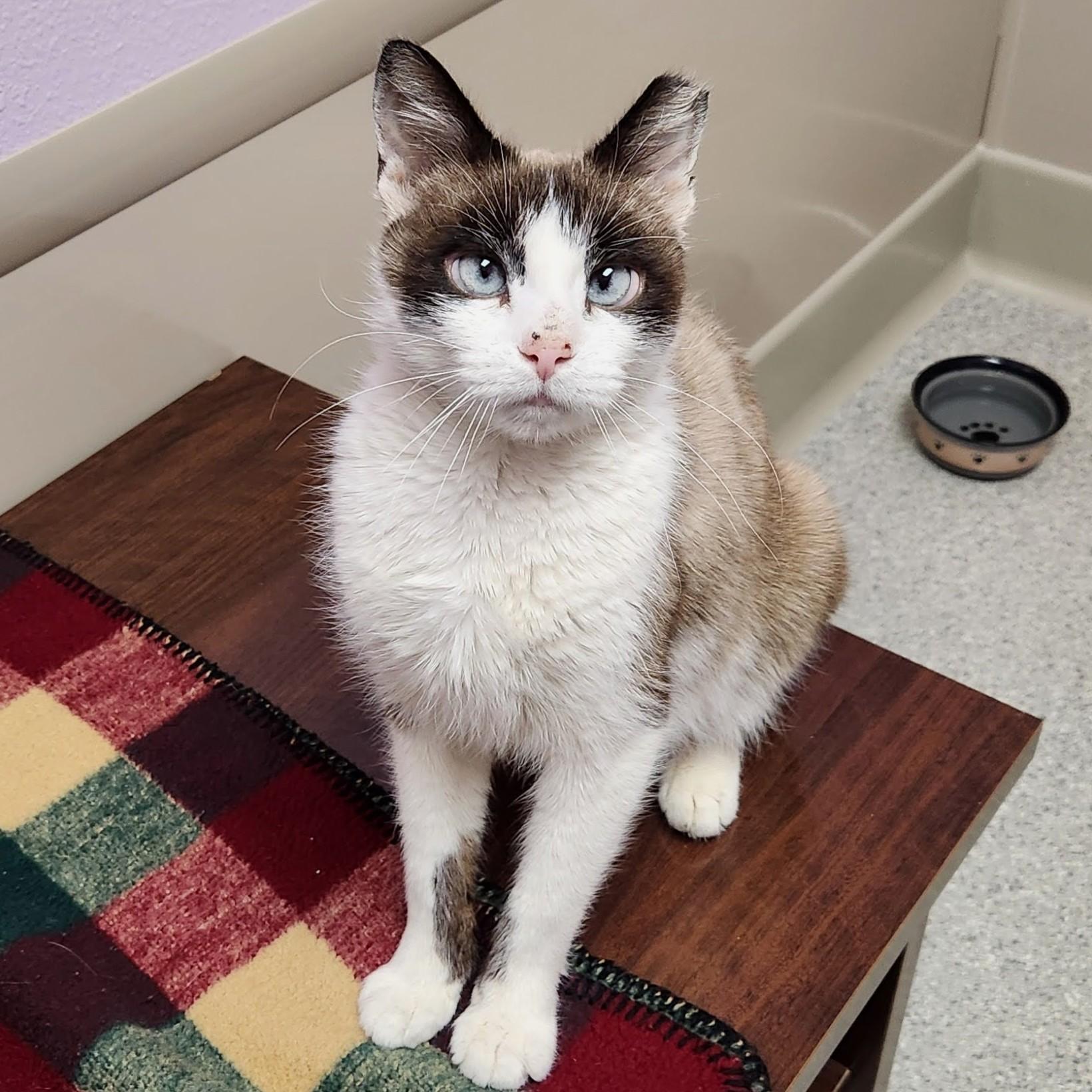 Samba, a Adoptable Siamese in Marshfield, WI image 5/6