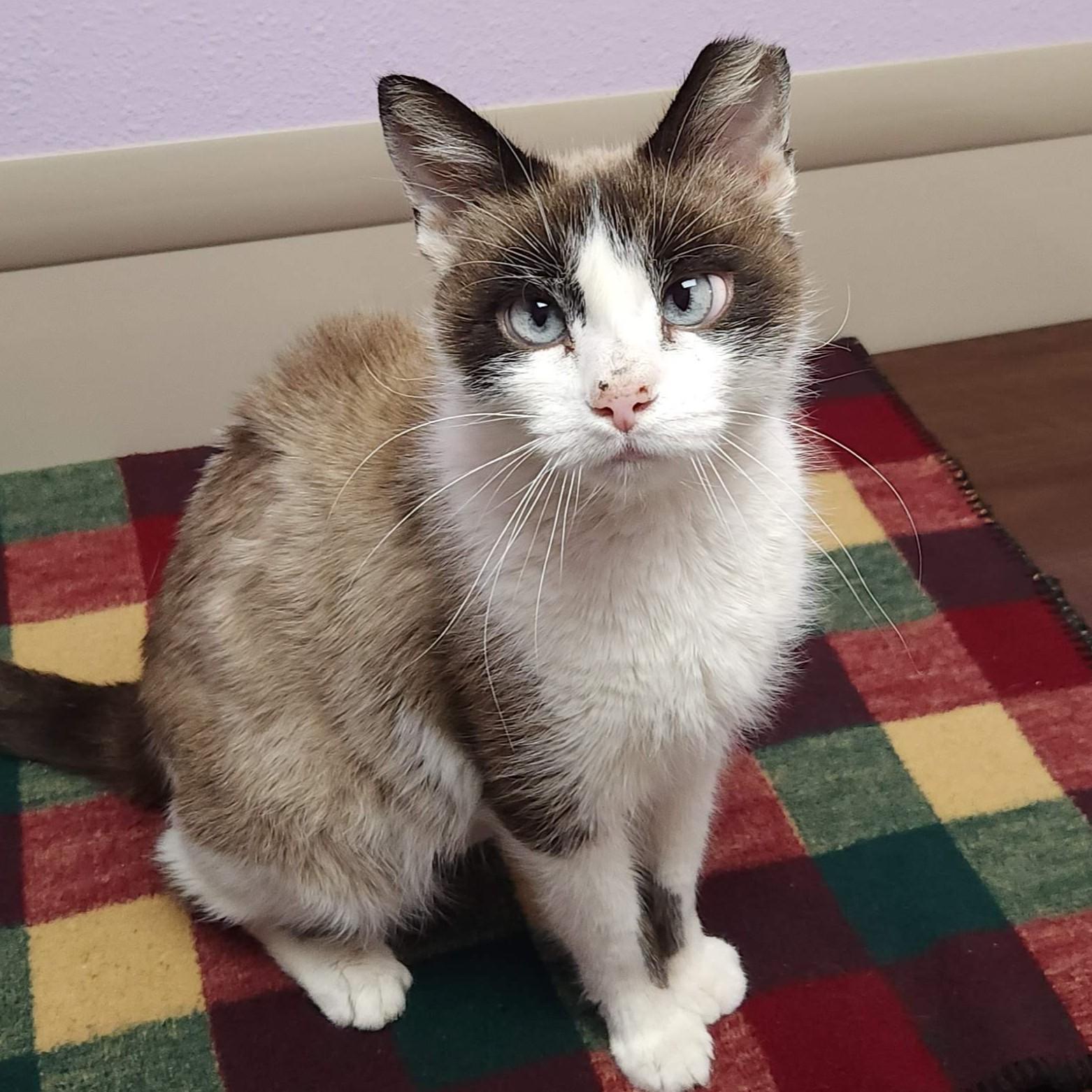 Samba, a Adoptable Siamese in Marshfield, WI image 4/6
