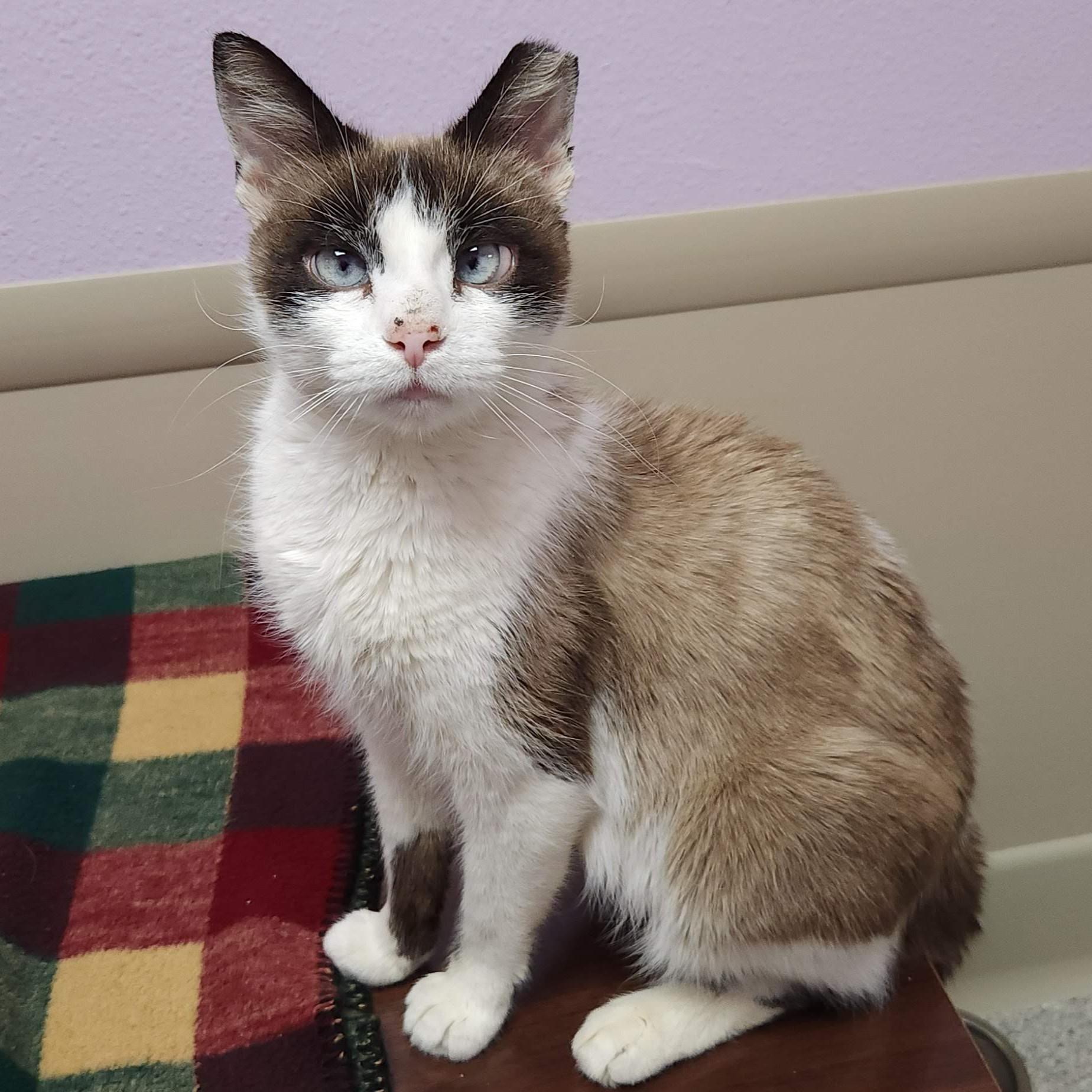 Samba, a Adoptable Siamese in Marshfield, WI image 1/6