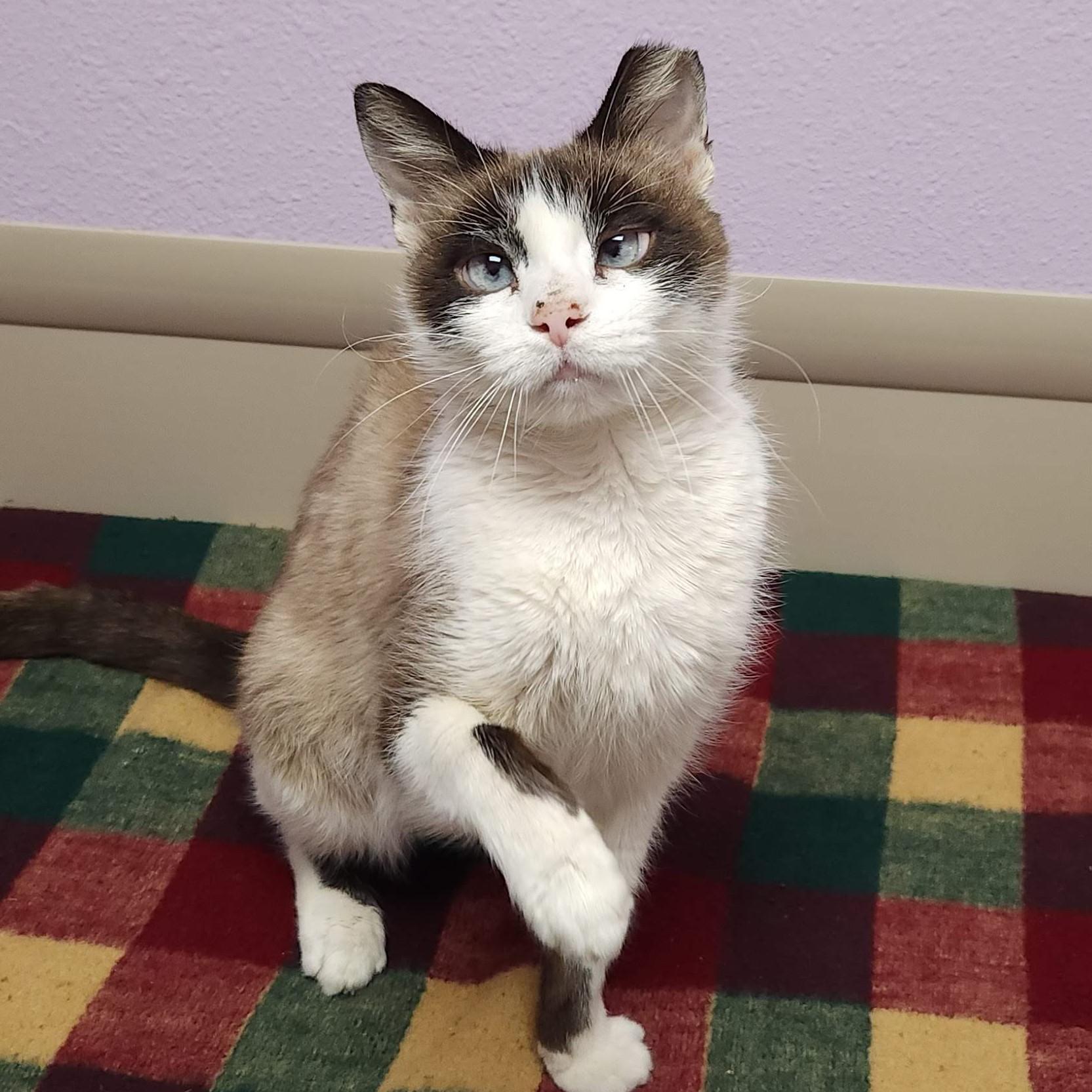 Samba, a Adoptable Siamese in Marshfield, WI image 2/6