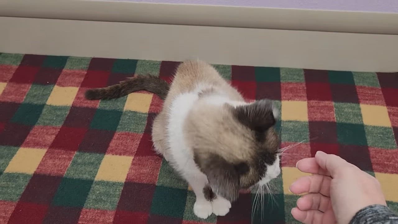 Enlarge Samba, a Adoptable Siamese in Marshfield, WI video 6/6