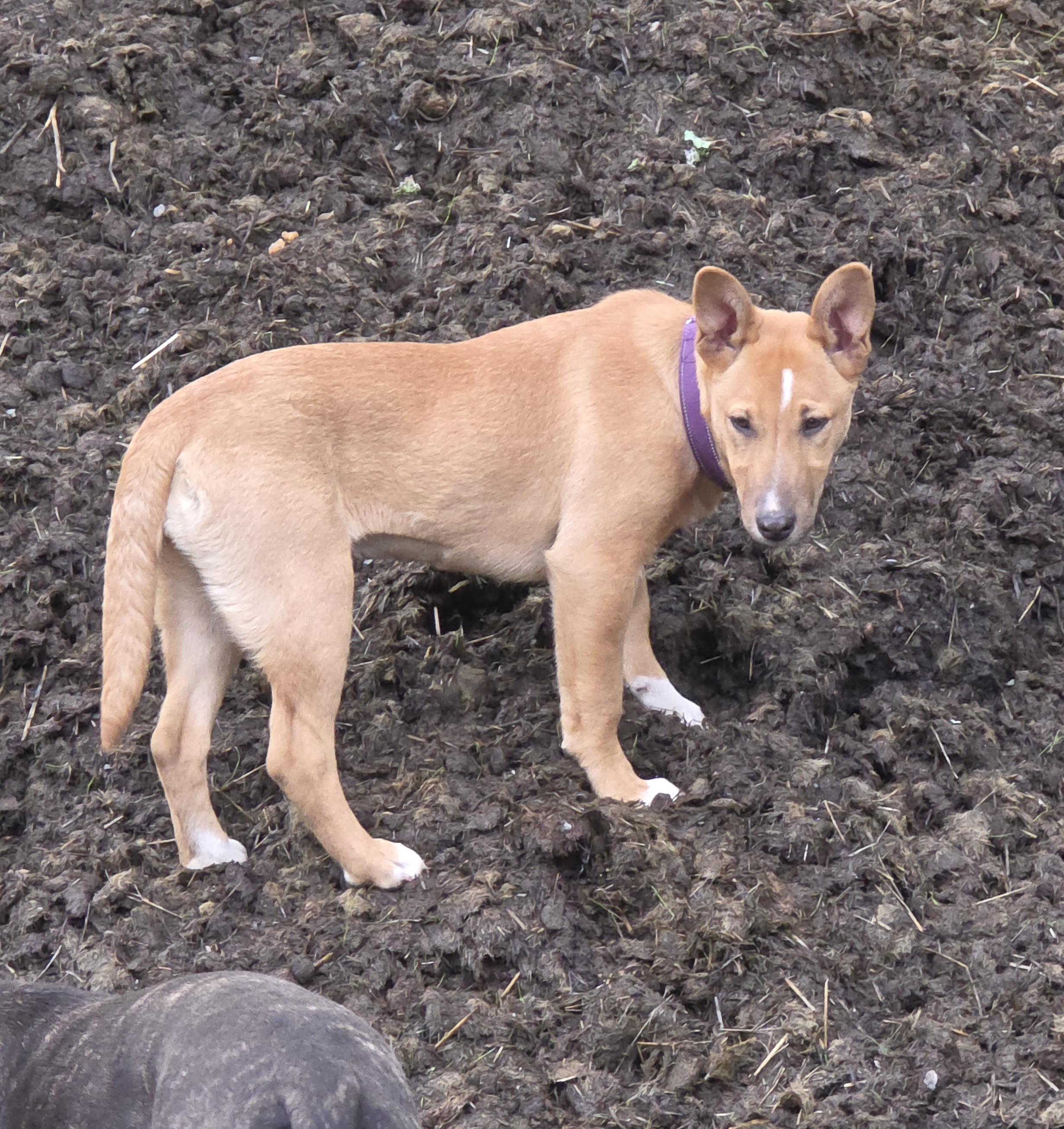 Enlarge Roxy, an adopted mixed breed in Port Angeles, WA image 2/4