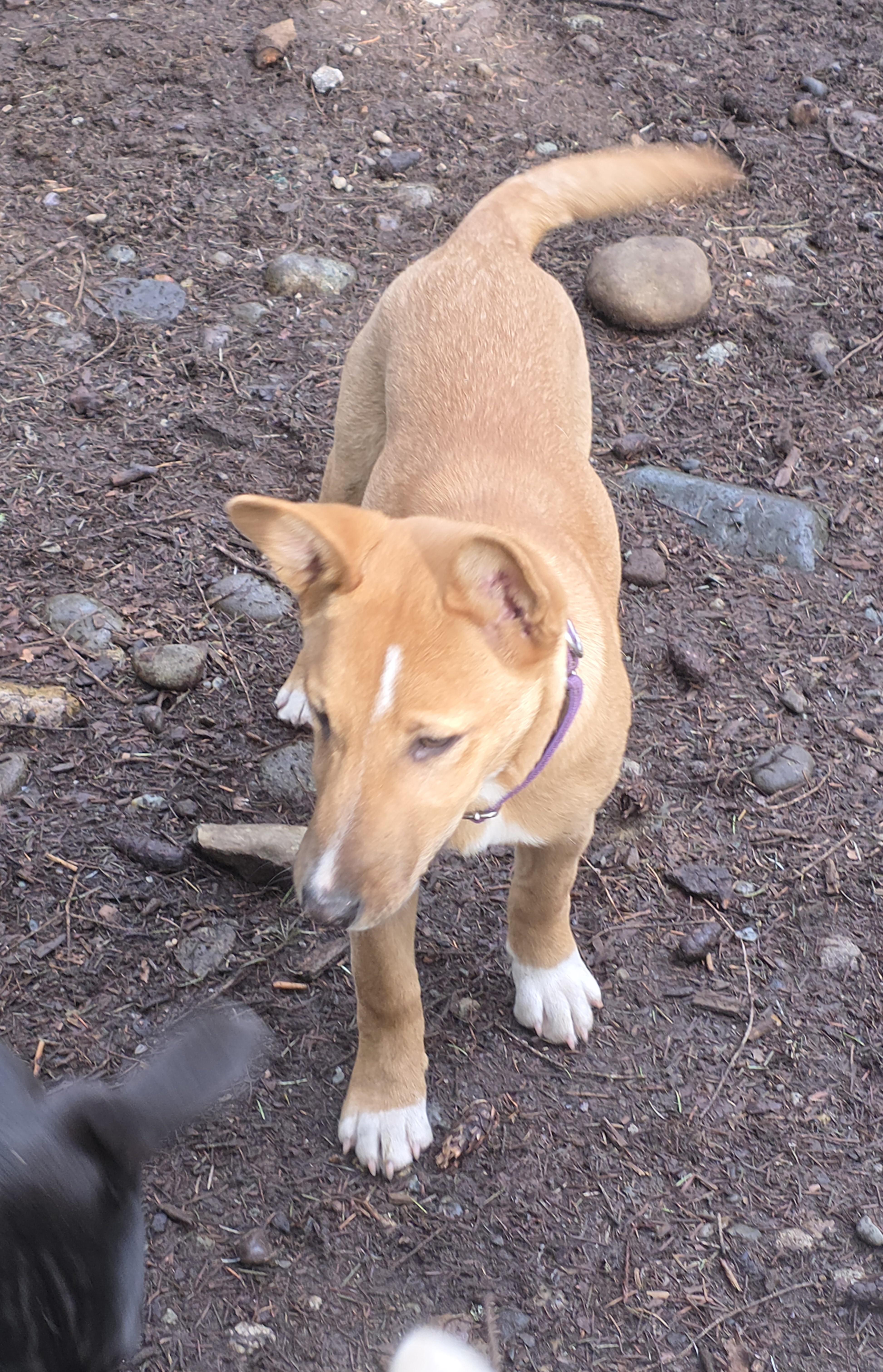 Enlarge Roxy, an adopted mixed breed in Port Angeles, WA image 1/4
