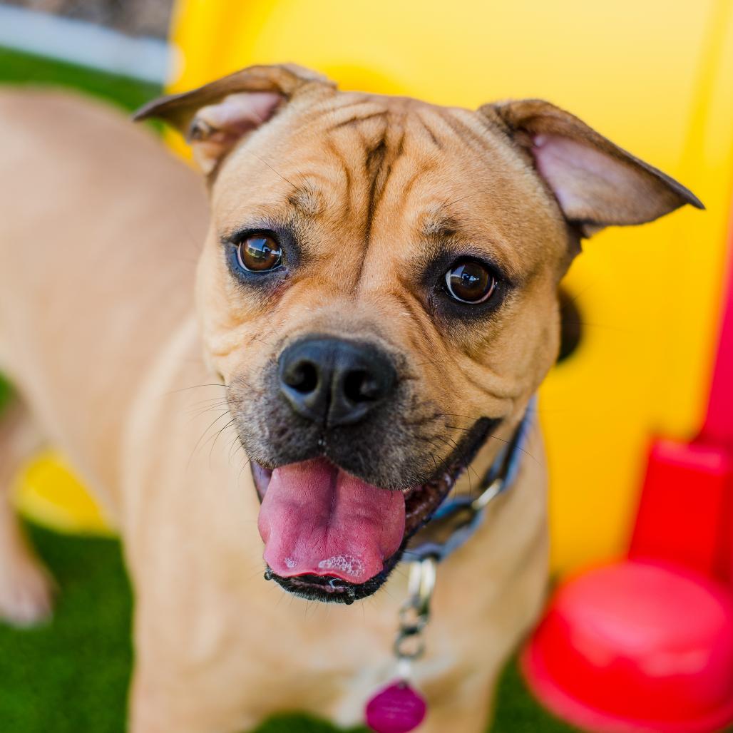 Scarlett, Adoptable, Adult Female Mixed Breed.