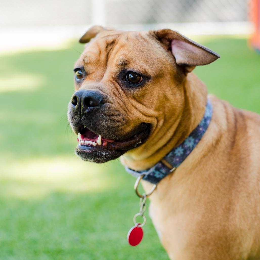 Scarlett, a Adoptable Mixed Breed in Warwick, RI image 2/5