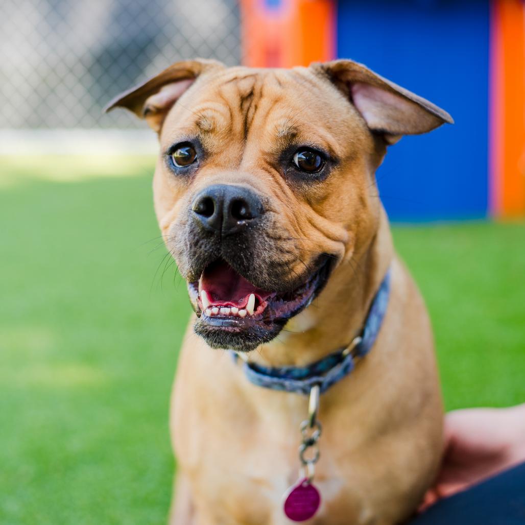 Scarlett, a Adoptable Mixed Breed in Warwick, RI image 4/5