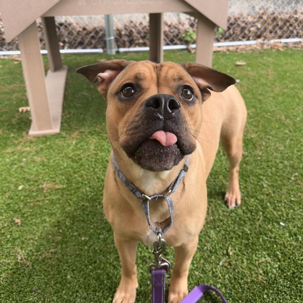 Scarlett, a Adoptable Mixed Breed in Warwick, RI image 5/5