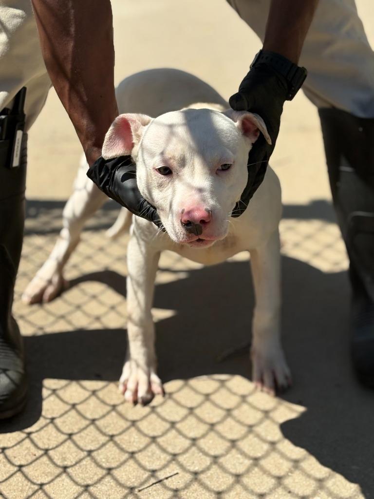 Enlarge Jubilee, a Adopted American Bully in Effingham, SC image 1/1