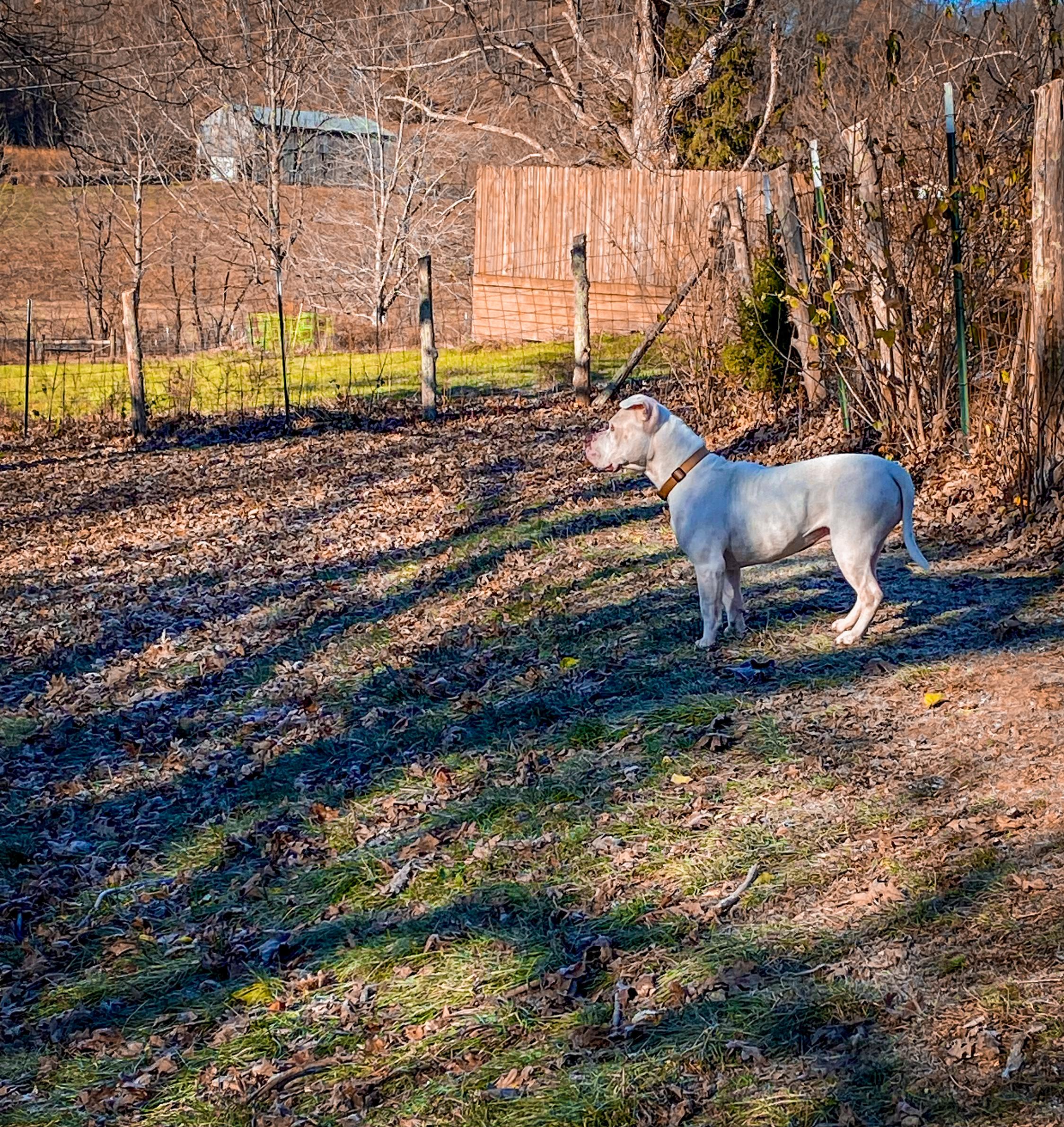 Romeo, a Adopted mixed breed in Junction City, KY image 3/3