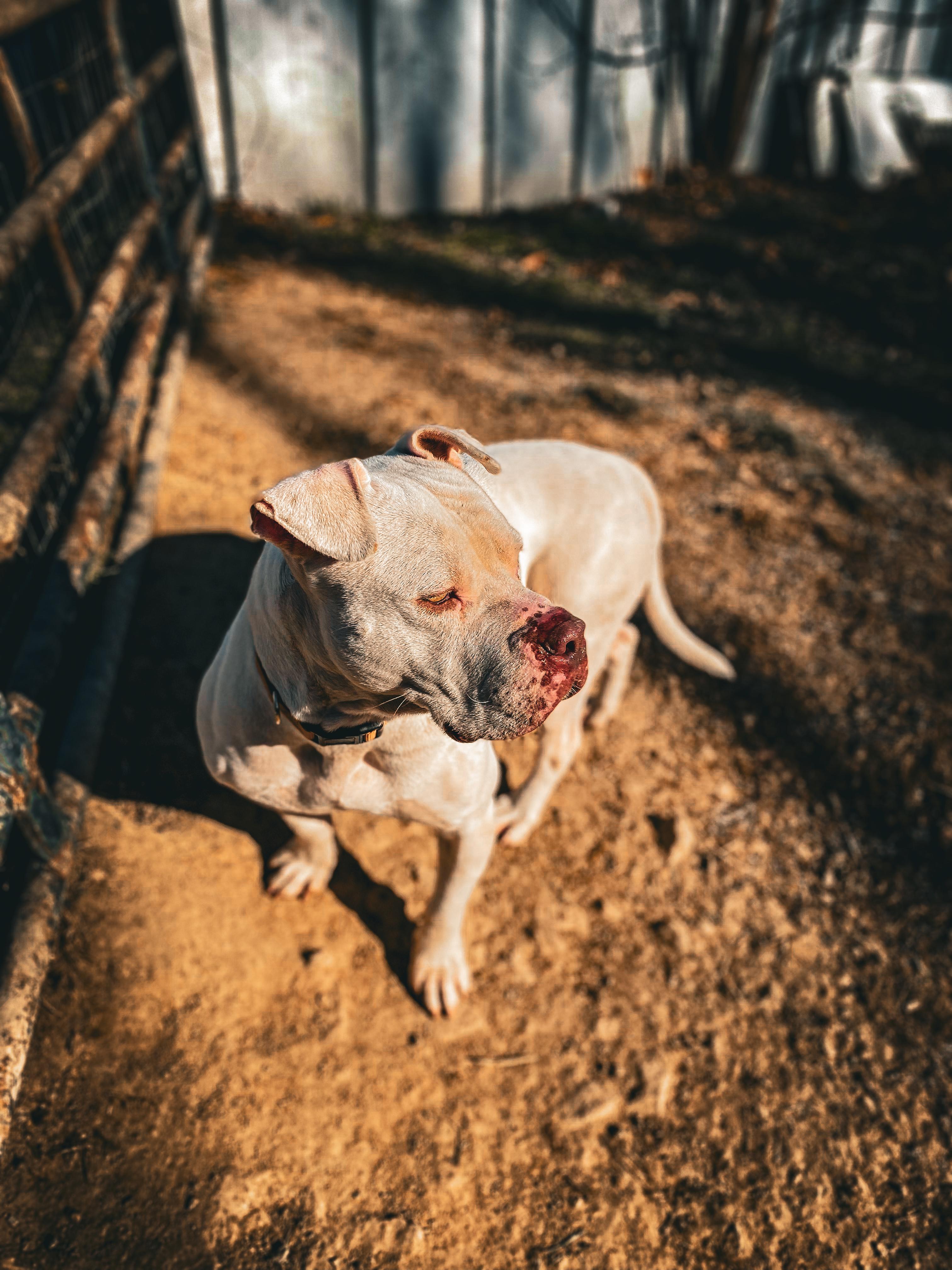 Romeo, a Adopted mixed breed in Junction City, KY image 2/3