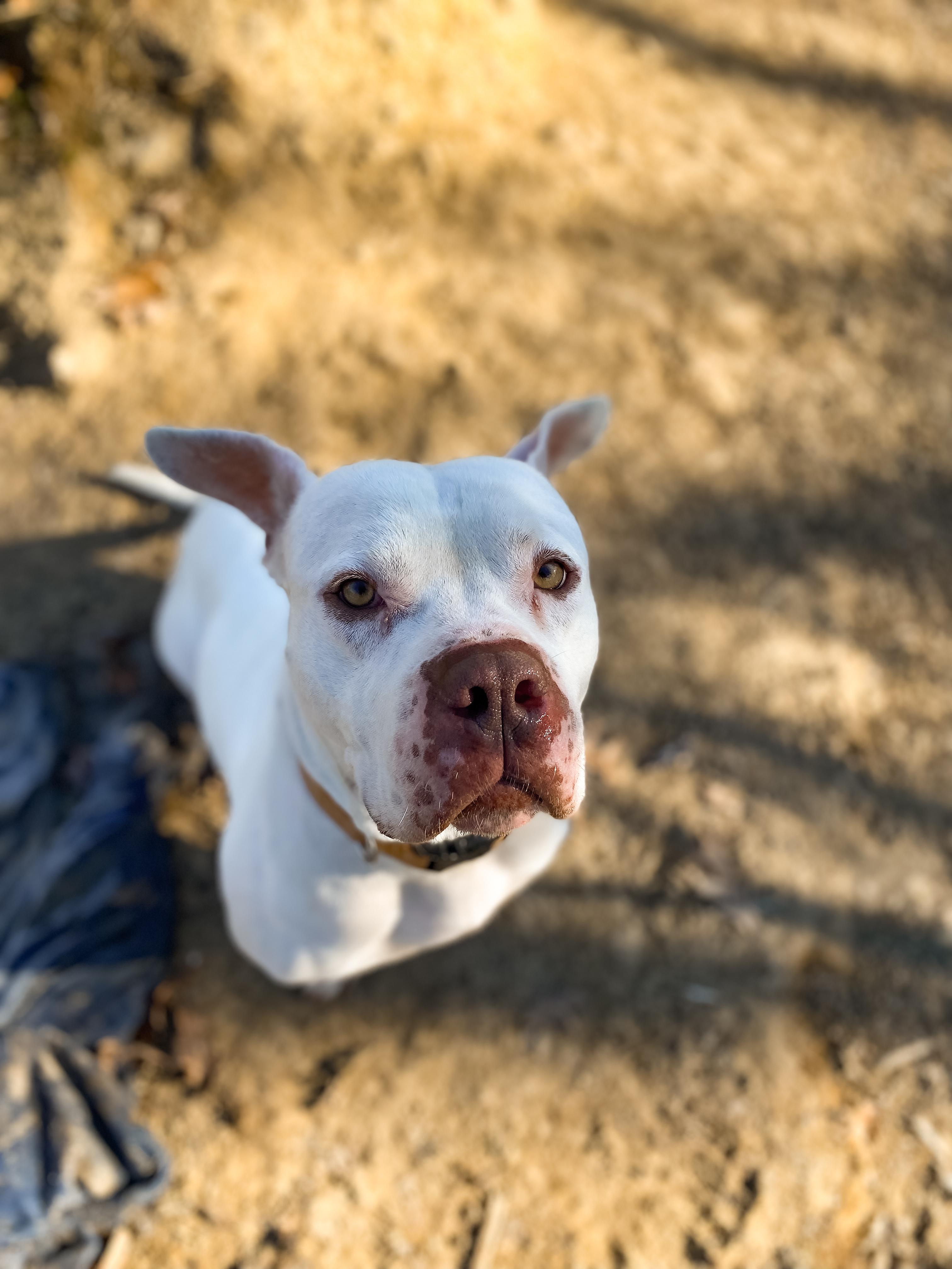 Romeo, Adopted, Adult Male American Bully.
