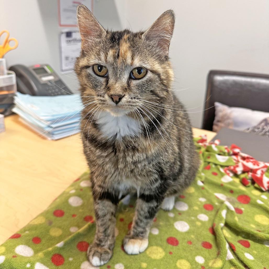 Mama Mia, a Adoptable Domestic Short Hair in Hailey, ID image 1/6