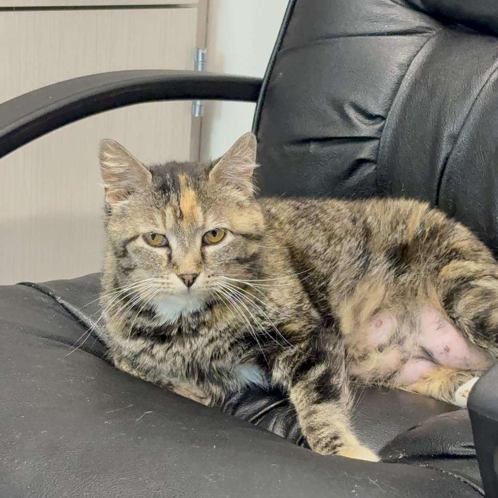 Mama Mia, a Adoptable Domestic Short Hair in Hailey, ID image 2/6