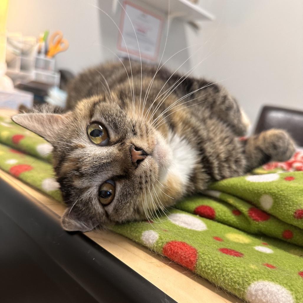 Mama Mia, a Adoptable Domestic Short Hair in Hailey, ID image 3/6