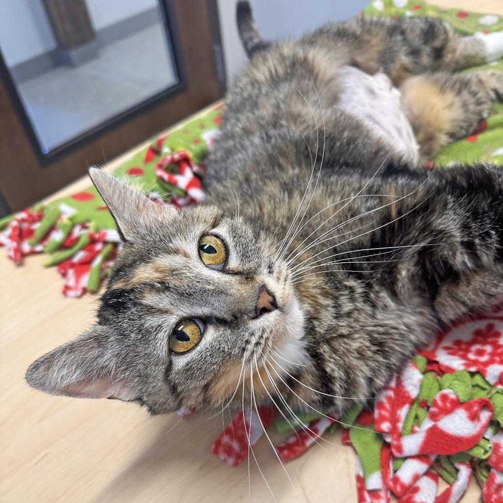 Mama Mia, a Adoptable Domestic Short Hair in Hailey, ID image 4/6