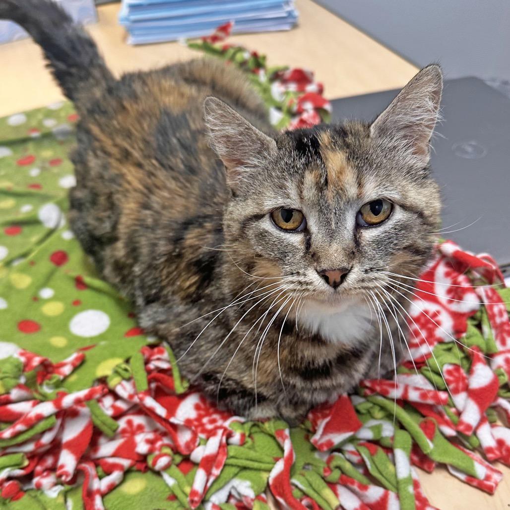 Mama Mia, a Adoptable Domestic Short Hair in Hailey, ID image 5/6