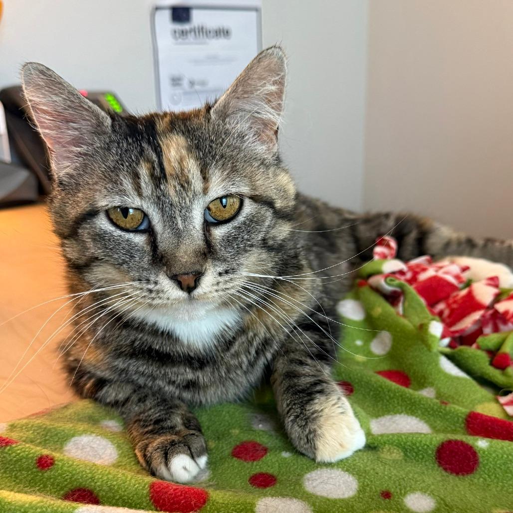 Mama Mia, a Adoptable Domestic Short Hair in Hailey, ID image 6/6