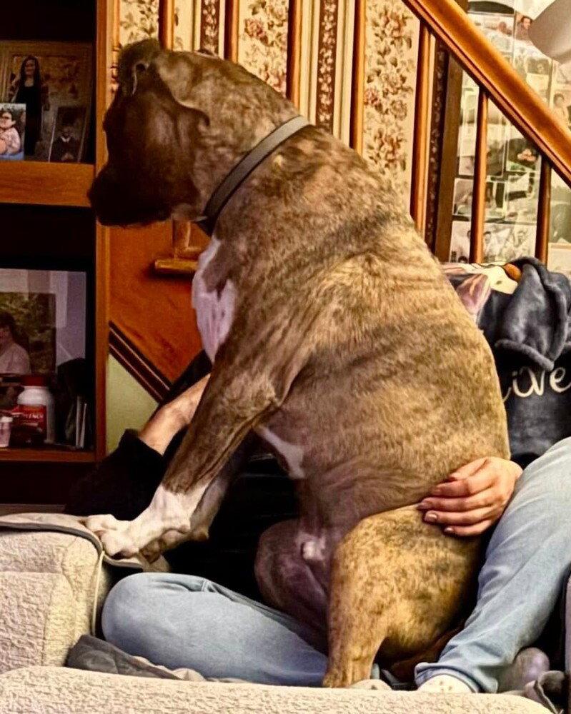 Hatcher (GA), a Adoptable Boxer in New York, NY image 2/3