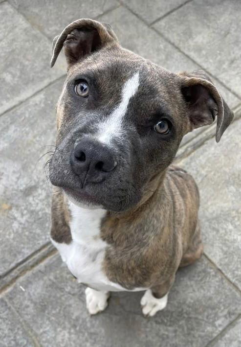 Enlarge Hatcher (GA), a Adoptable Boxer in New York, NY image 2/3