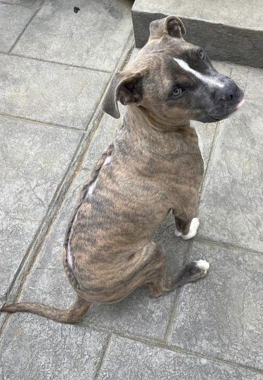 Hatcher (GA), a Adoptable Boxer in New York, NY image 4/6