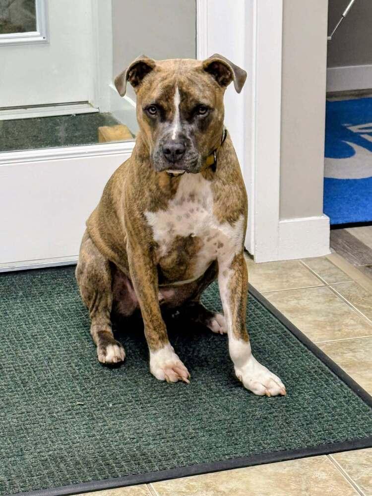 Hatcher (GA), a Adoptable Boxer in New York, NY image 3/3
