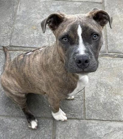 Enlarge Hatcher (GA), a Adoptable Boxer in New York, NY image 3/3