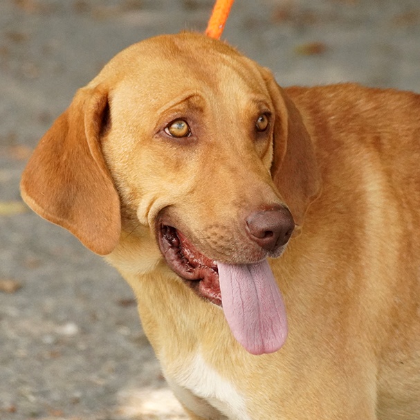 Dog for adoption Sweetie, a Labrador Retriever in Maynardville, TN