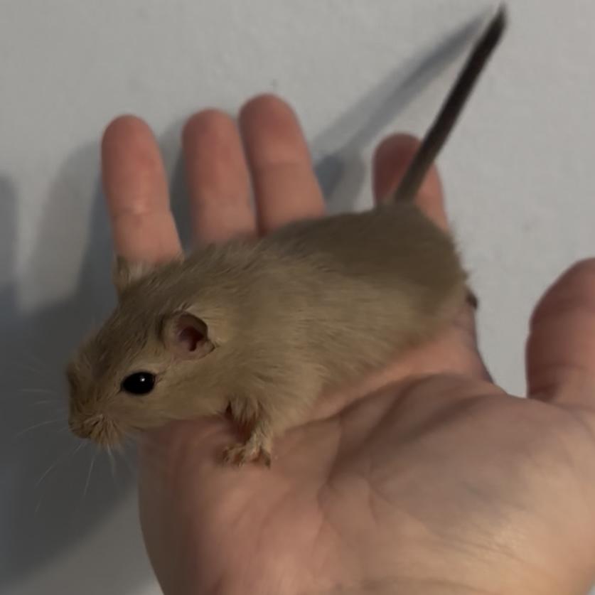 Female Baby Gerbils, a Adoptable Gerbil in St. Cloud, FL image 5/5