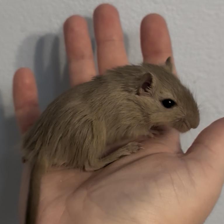 Female Baby Gerbils, a Adoptable Gerbil in St. Cloud, FL image 4/5