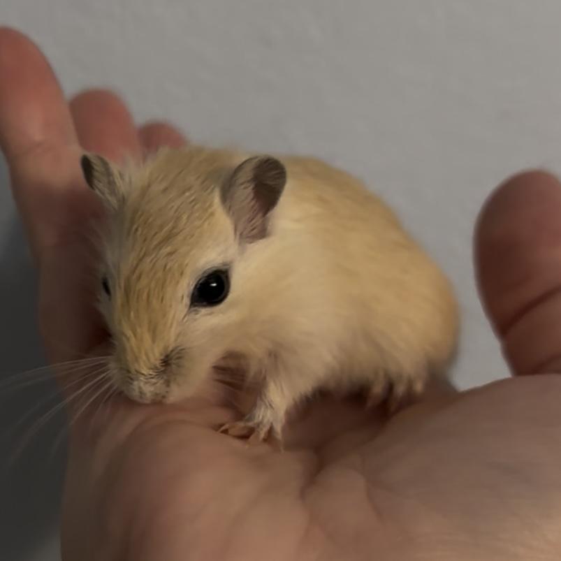 Female Baby Gerbils