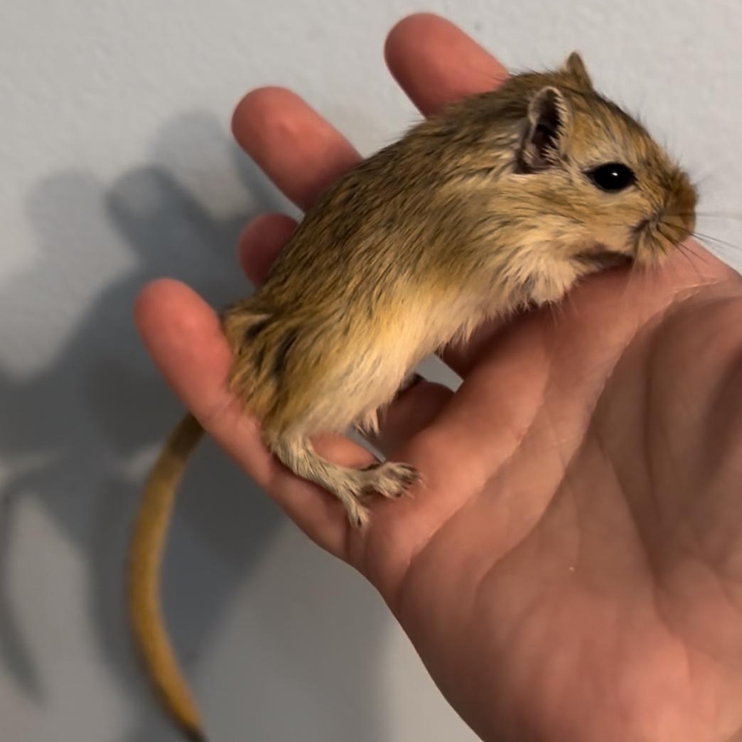 Female Baby Gerbils