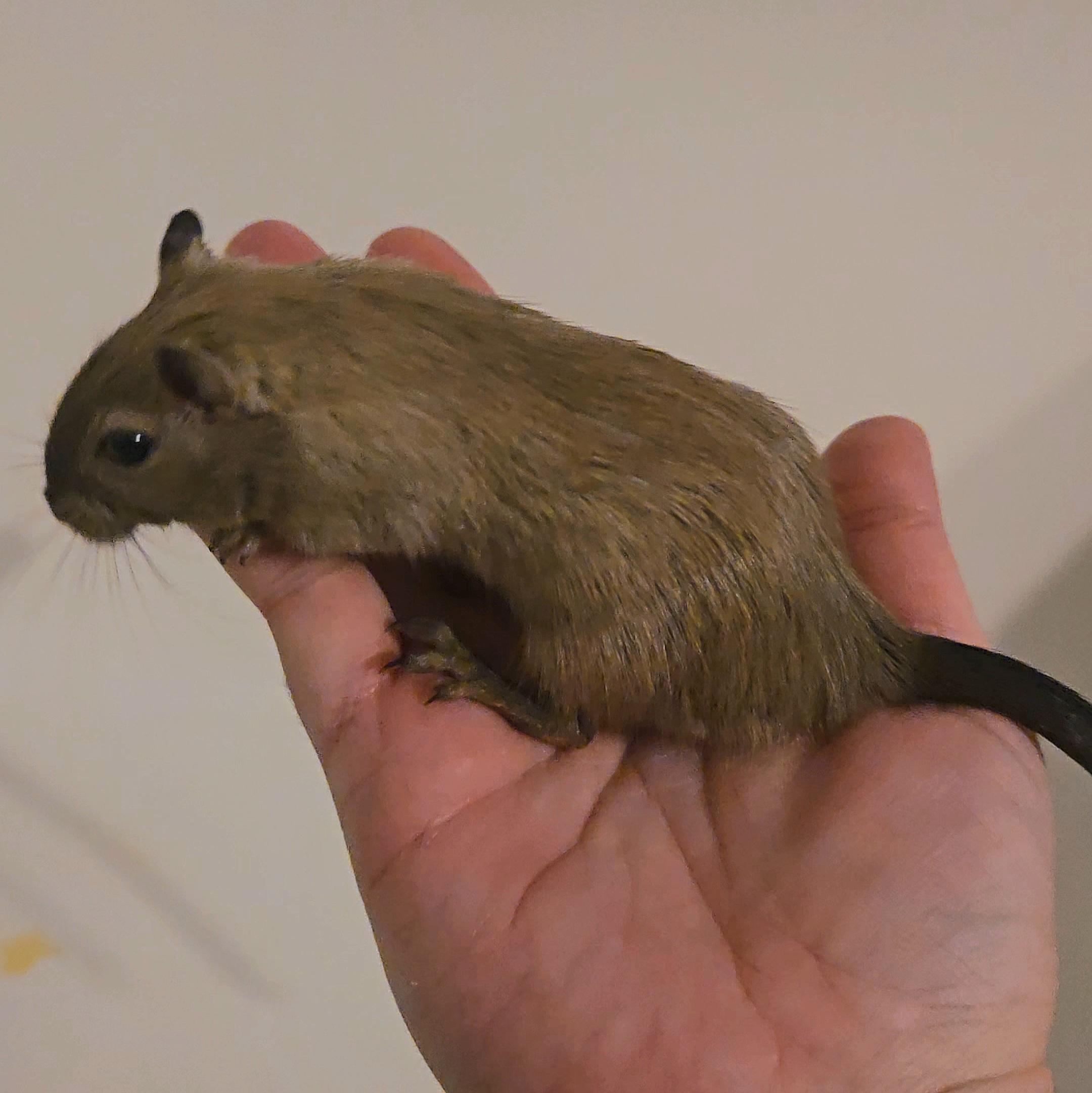 Enlarge Female Gerbils, a Adoptable Gerbil in St. Cloud, FL image 3/3