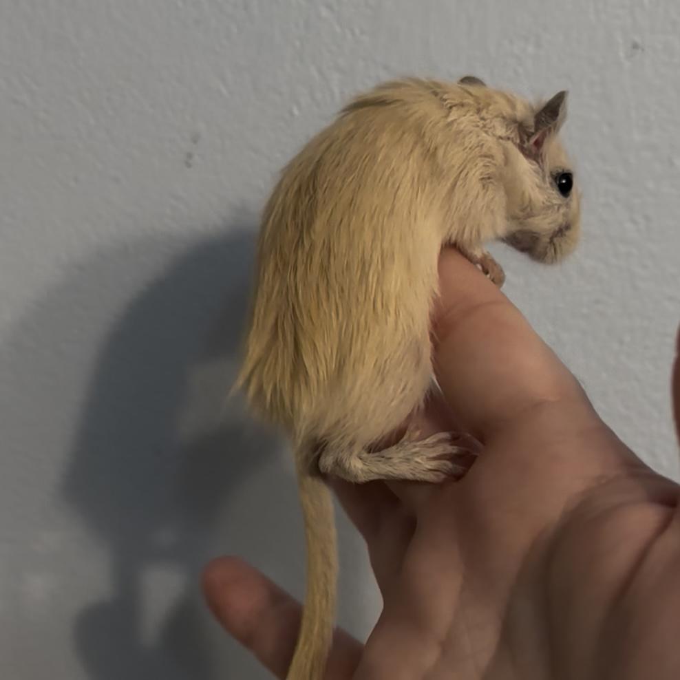 Female Baby Gerbils