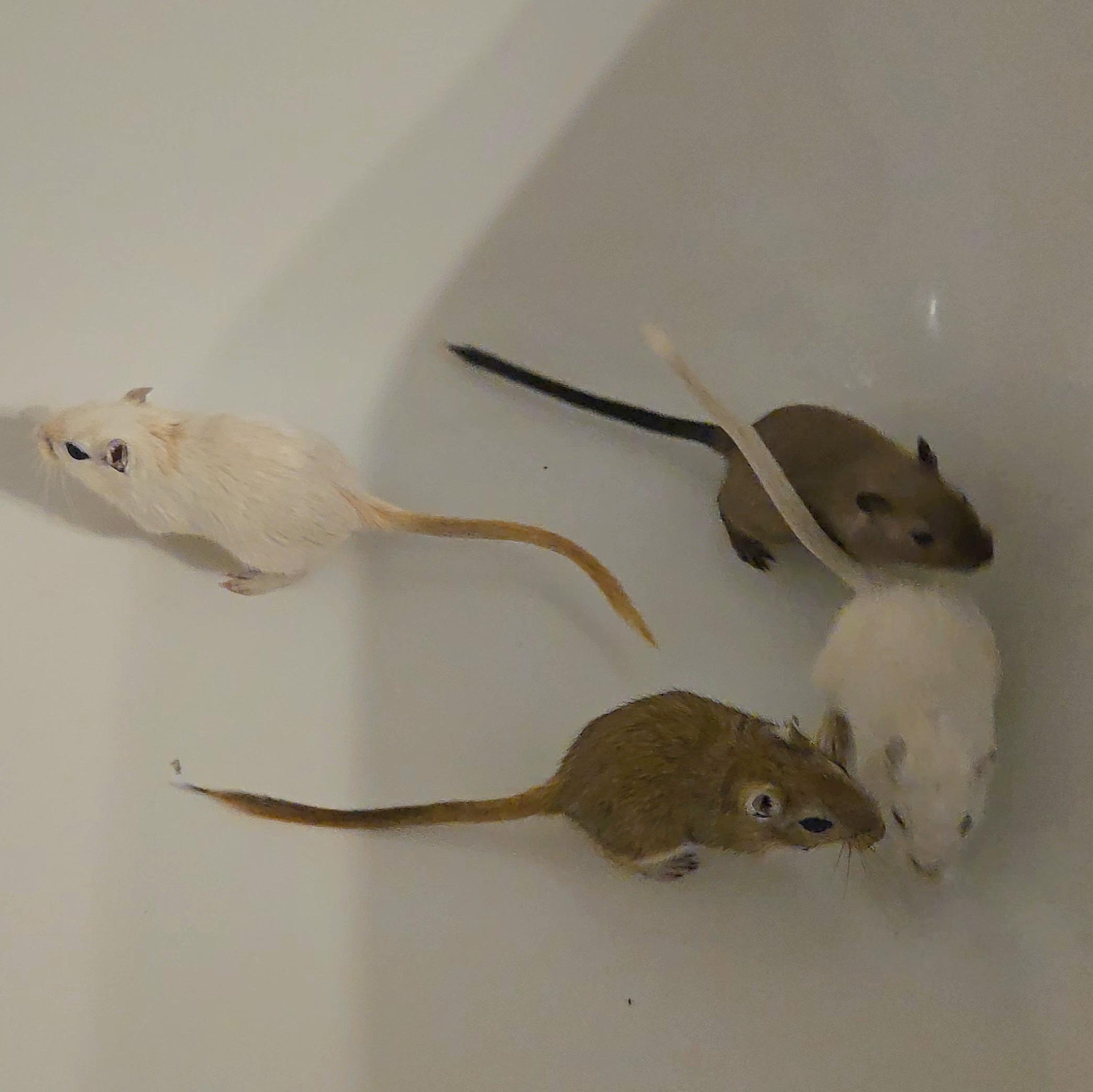 Enlarge Female Gerbils, a Adoptable Gerbil in St. Cloud, FL image 2/3