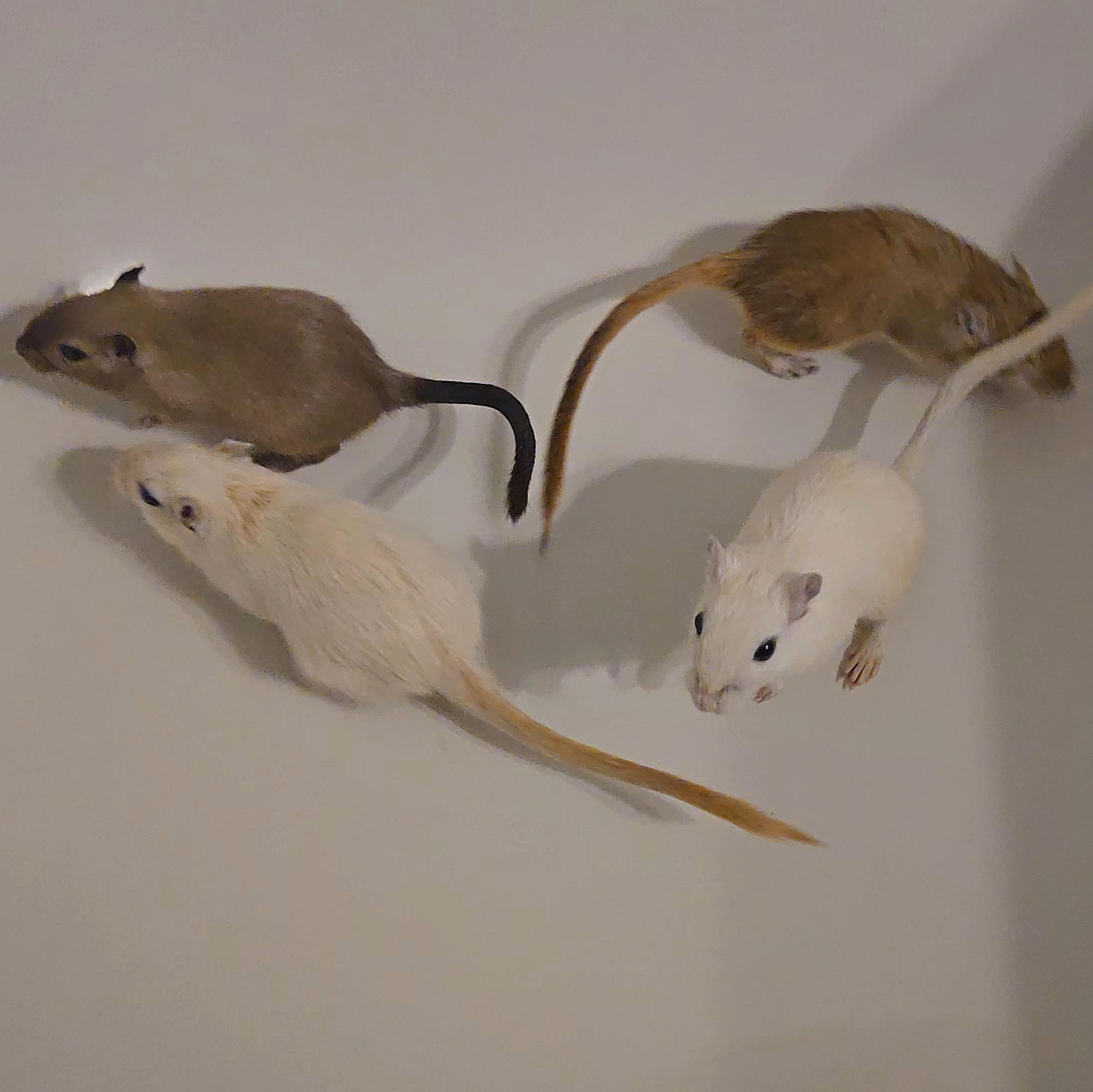 Female Gerbils, Adoptable, Adult Female Gerbil.