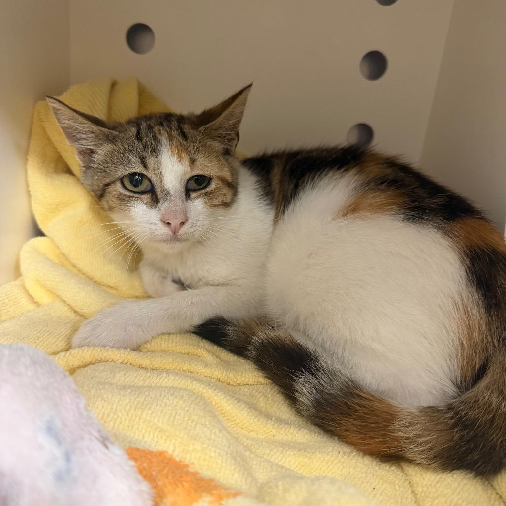 MONT-Stray-60002, Adoptable, Kitten Female Domestic Short Hair.