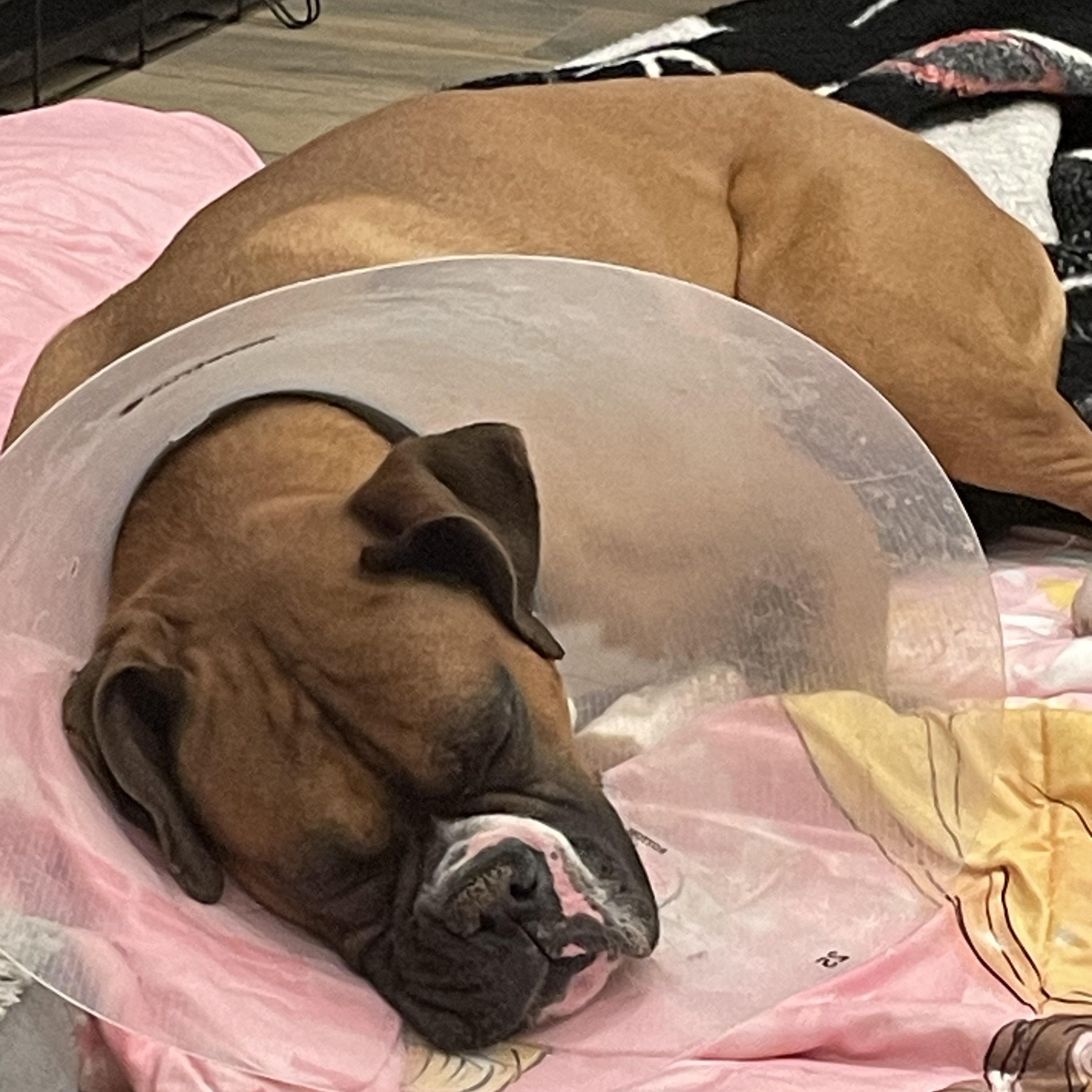 Enlarge Benny , an adopted Boxer in Middlesex, NJ image 6/6