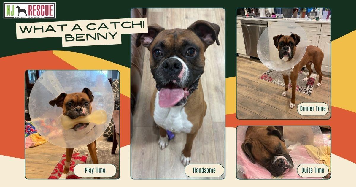 Enlarge Benny , an adopted Boxer in Middlesex, NJ image 1/6