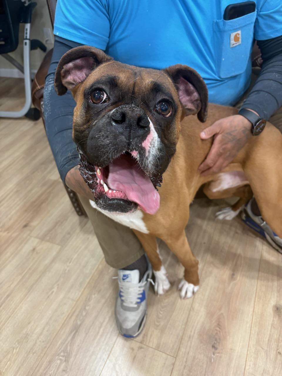 Enlarge Benny , an adopted Boxer in Middlesex, NJ image 3/6